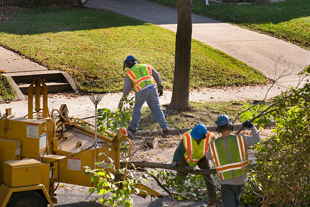 Emergency Storm Tree Removal in Matthews, NC